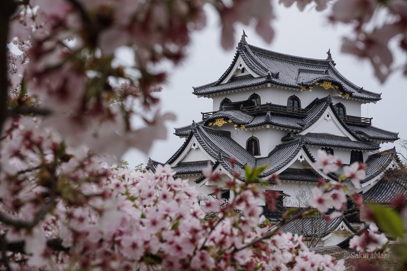 The Cherry Blossoms of Hikone and Nagahama – SakuraMani